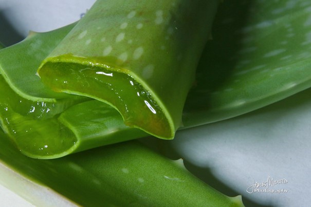 L’aloe Vera une plante médicinale pour la santé et la beauté