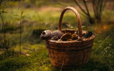 La champignon pour votre santé digestive